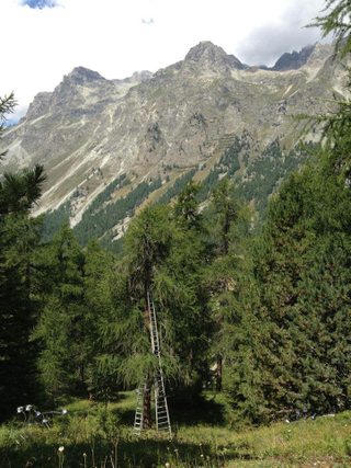 Illustration for article titled Illuminated Lamps Cascade Up a Huge Swiss Pine Tree
